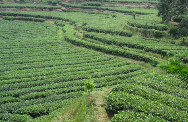 山野間的大葉茶基地.jpg